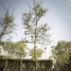 Acacia arabica (Indian Gum Arabic Tree)