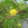 Acacia arabica (Indian Gum Arabic Tree)
