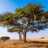 Acacia arabica (Indian Gum Arabic Tree)