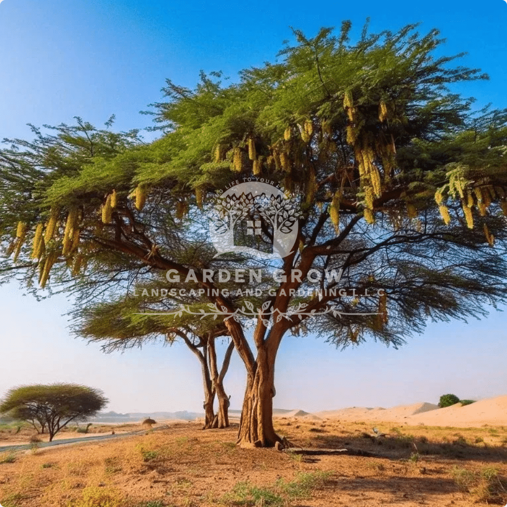 Acacia arabica (Indian Gum Arabic Tree)