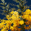 Acacia Species (Acacia)