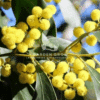 Acacia Species (Acacia)