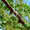 Acacia Species (Acacia)