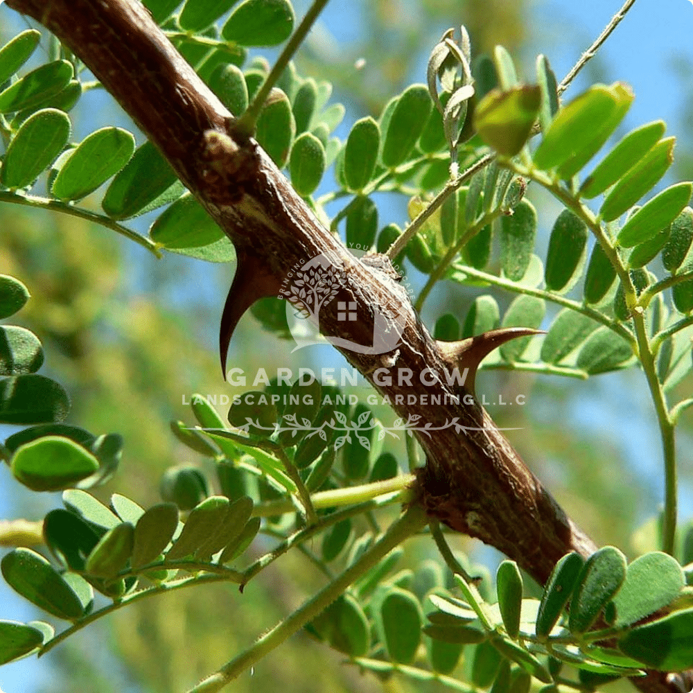 Acacia Species (Acacia)