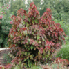 Acalypha Wilkesiana