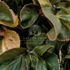 Acalypha Wilkesiana