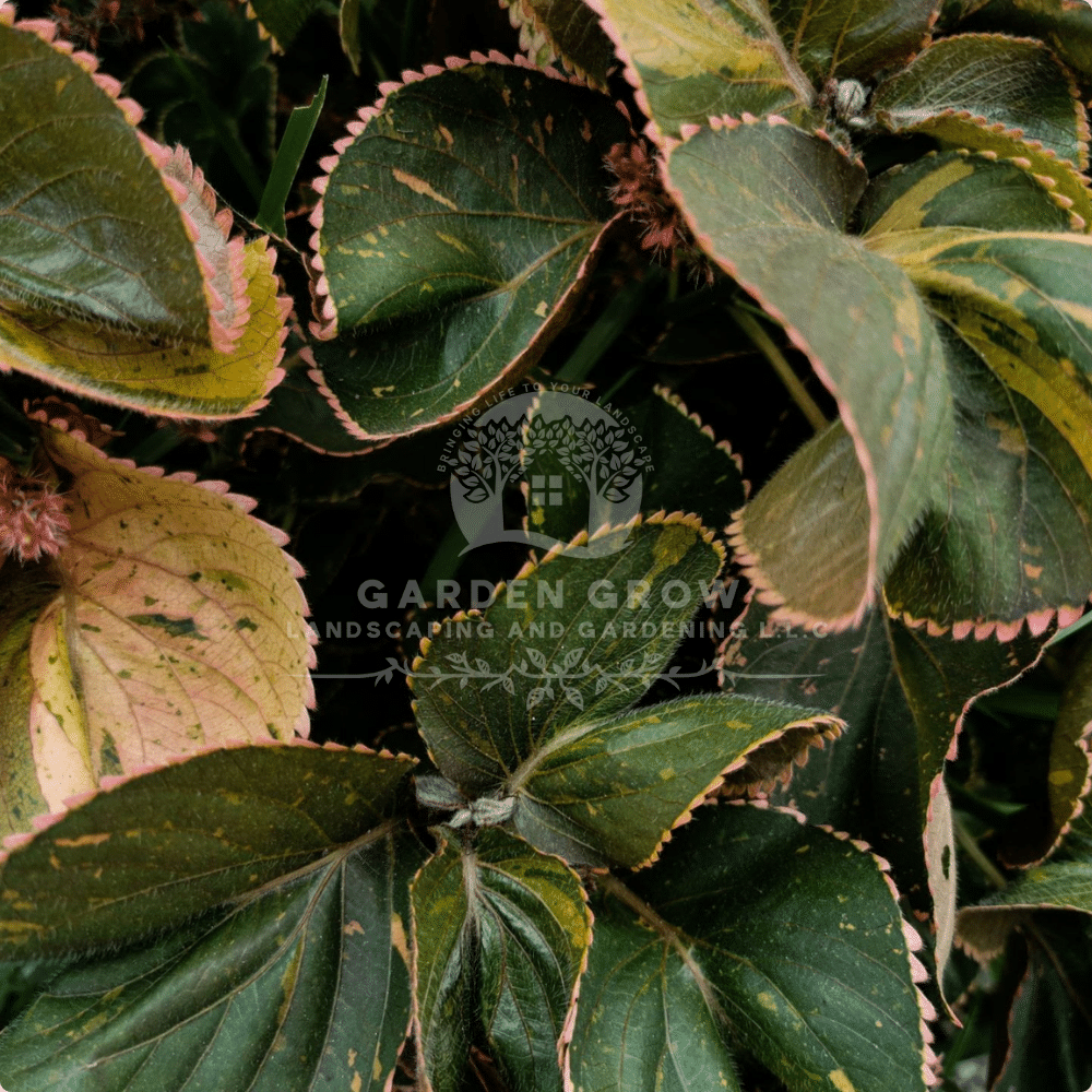 Acalypha Wilkesiana