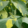 Acalypha Wilkesiana