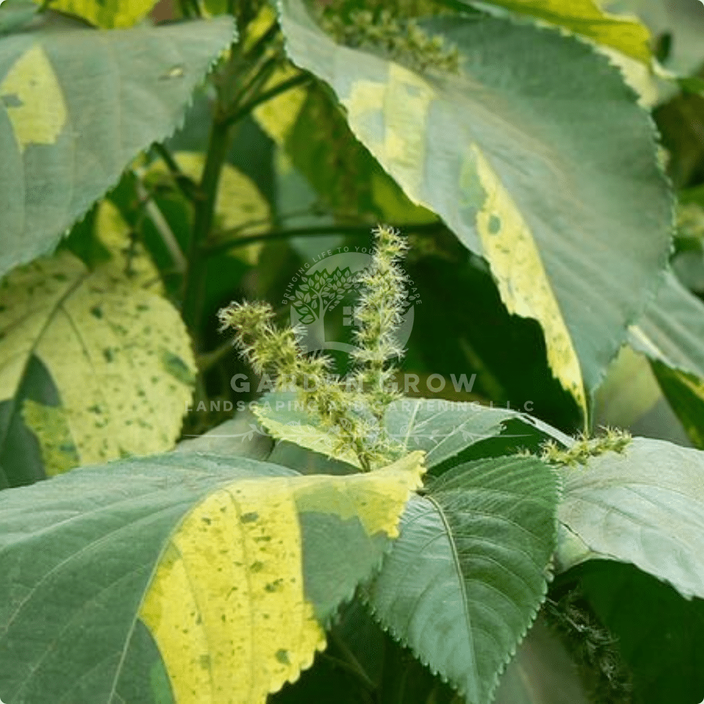 Acalypha Wilkesiana