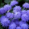 Ageratum (Floss Flower)