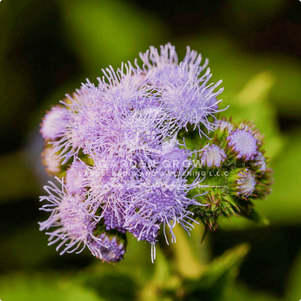 Ageratum (Floss Flower)