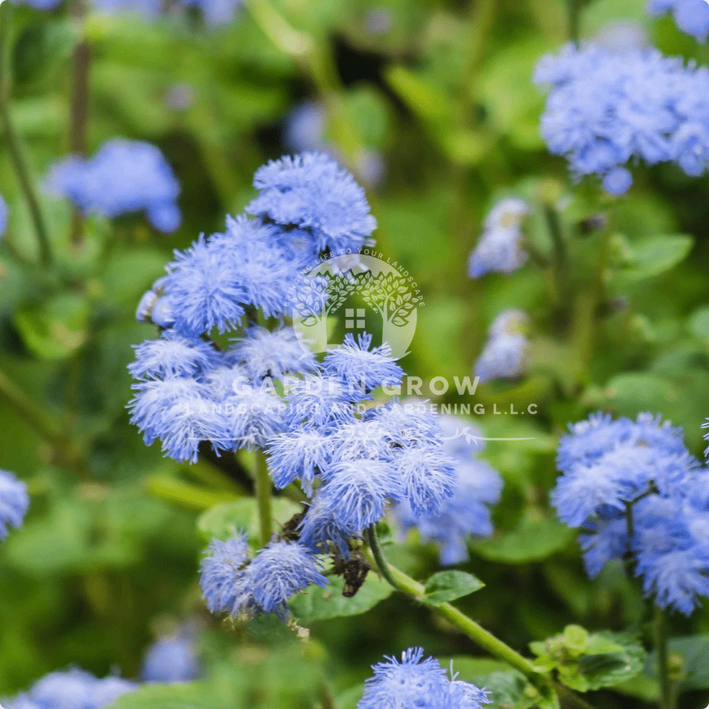 Ageratum (Floss Flower)