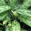 Aglaonema ‘Silver Queen’