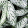 Aglaonema ‘Silver Queen’