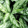 Aglaonema ‘Silver Queen’