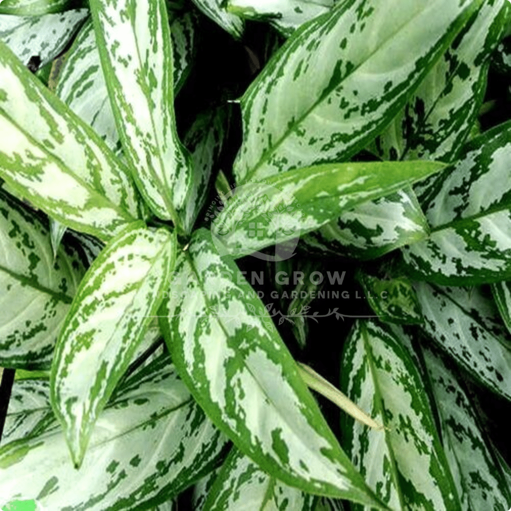 Aglaonema ‘Silver Queen’