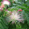 Albizia Julibrissin (Silk Tree)