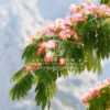 Albizia Julibrissin (Silk Tree)