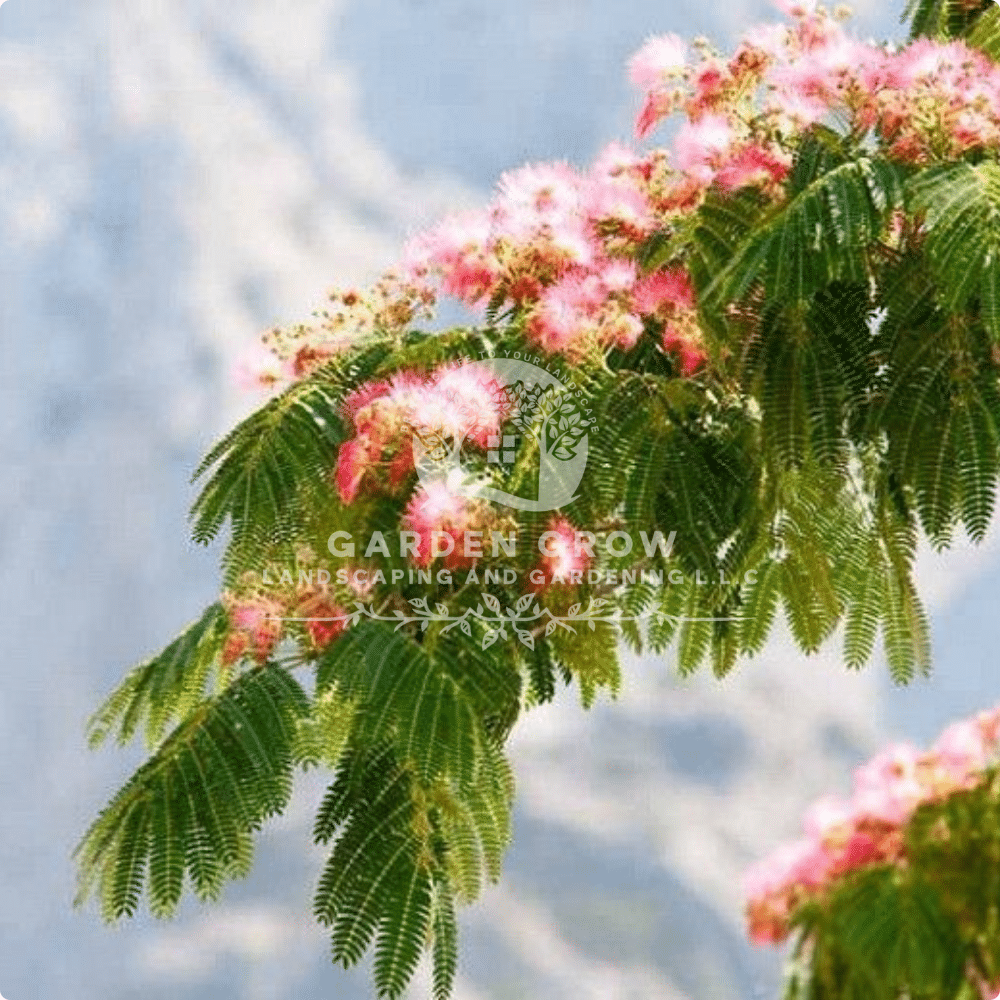 Albizia Julibrissin (Silk Tree)