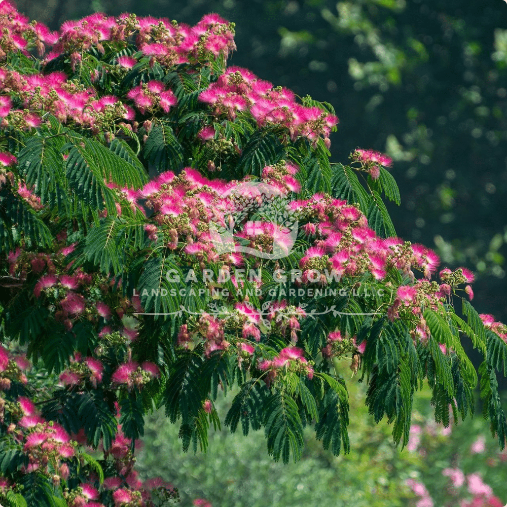 Albizia Julibrissin (Silk Tree)
