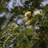 Albizia lebbeck (Siris Tree)