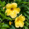 Allamanda Cathartica