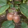 Allamanda Cathartica