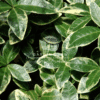 Alternanthera Variegata