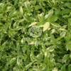 Alternanthera Variegata