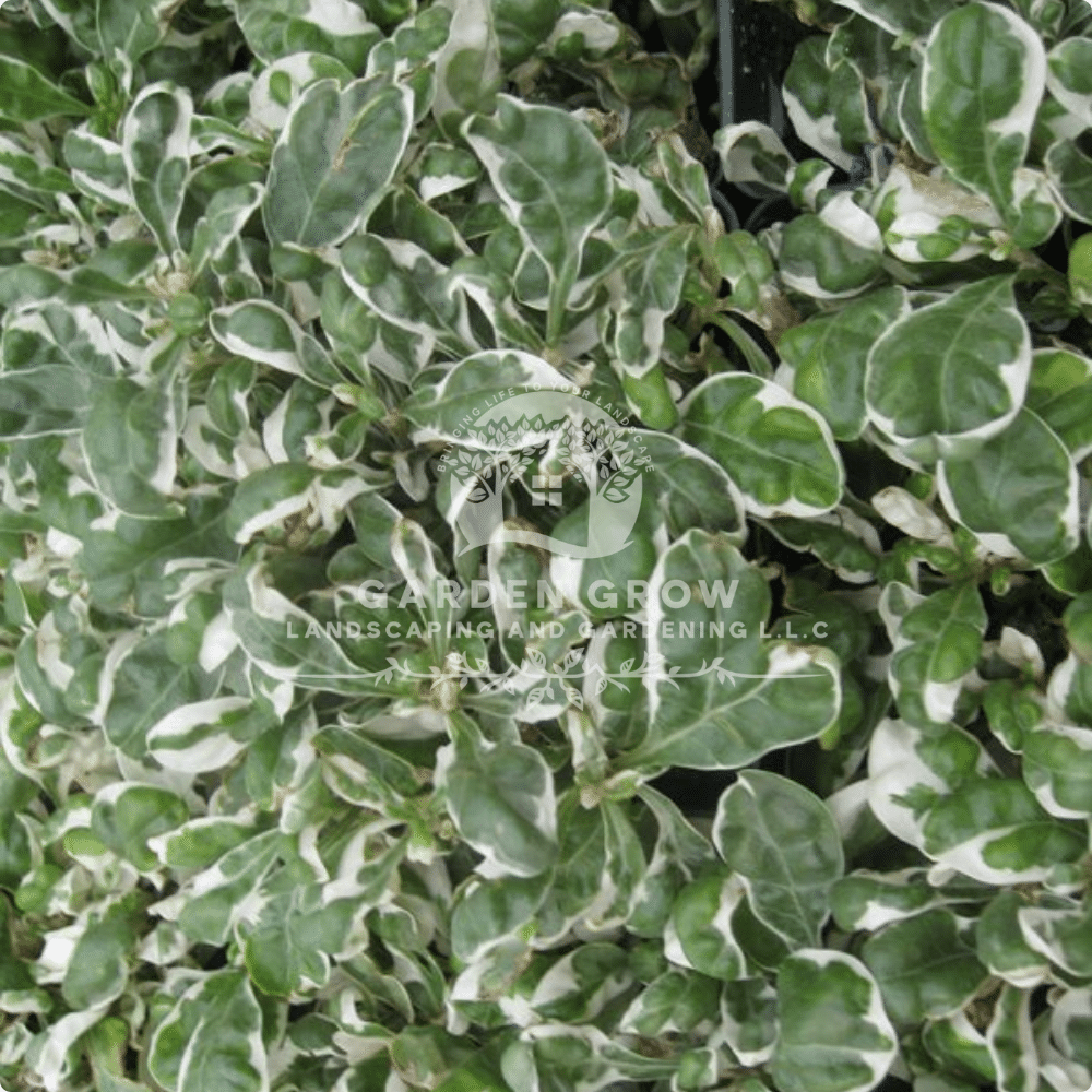 Alternanthera Variegata