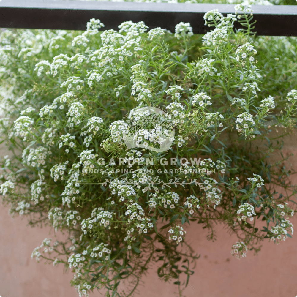Alyssum Maritimum