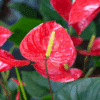 Anthurium Andraenum