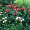 Anthurium Andraenum