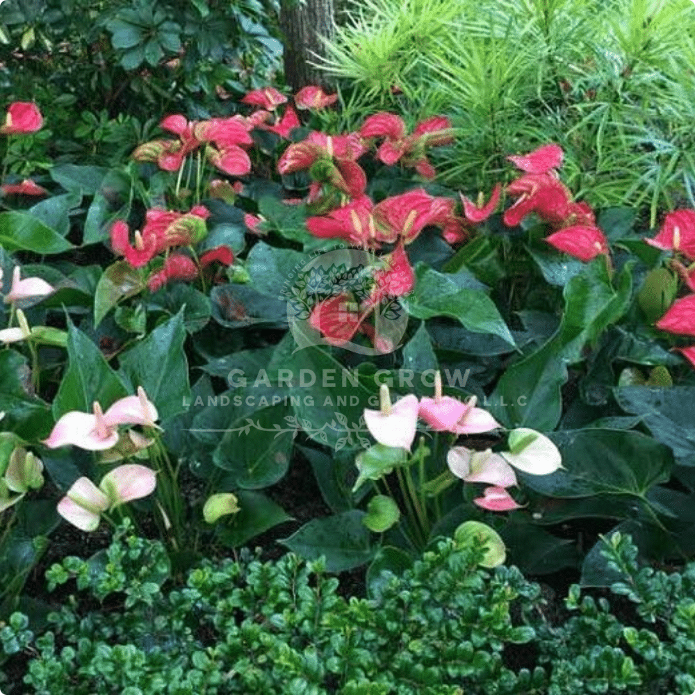 Anthurium Andraenum
