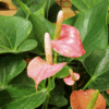 Anthurium Andraenum