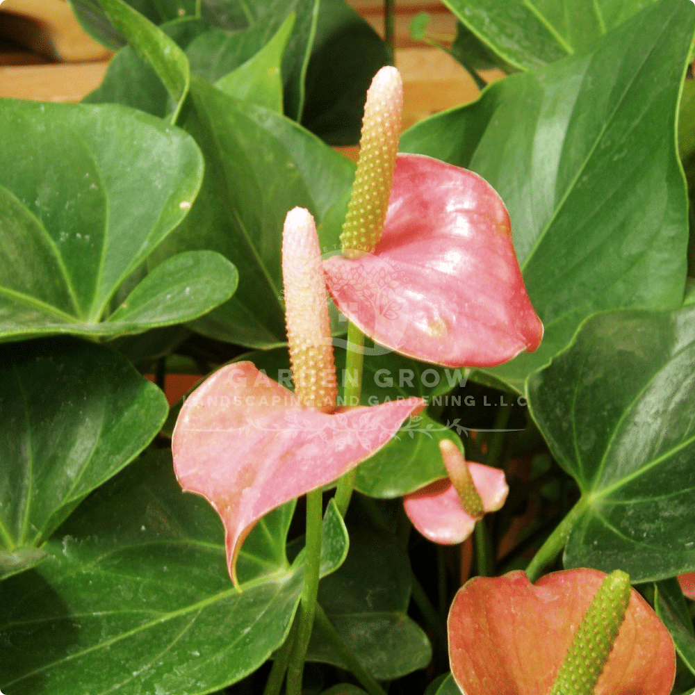 Anthurium Andraenum