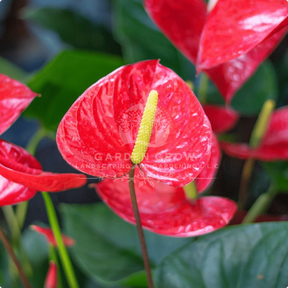 Anthurium Andraenum
