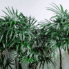 Apis Excelsa (Clustering Palm)