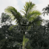 Archontophoenix Alexandrae (Alexander Palm)