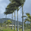 Archontophoenix Alexandrae (Alexander Palm)