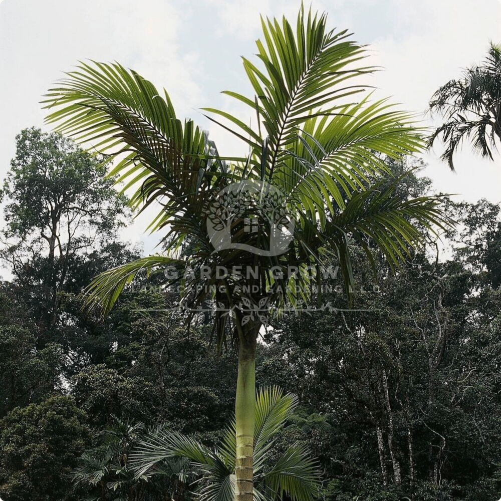 Archontophoenix Alexandrae (Alexander Palm)