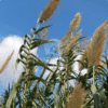 Arundo Donax