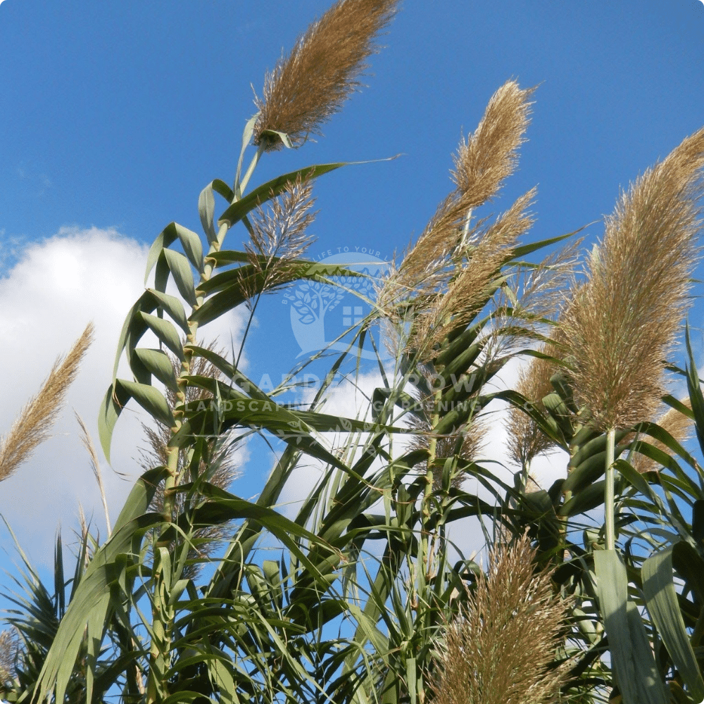 Arundo Donax
