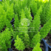 Asparagus Sprengeri