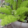 Asparagus Sprengeri
