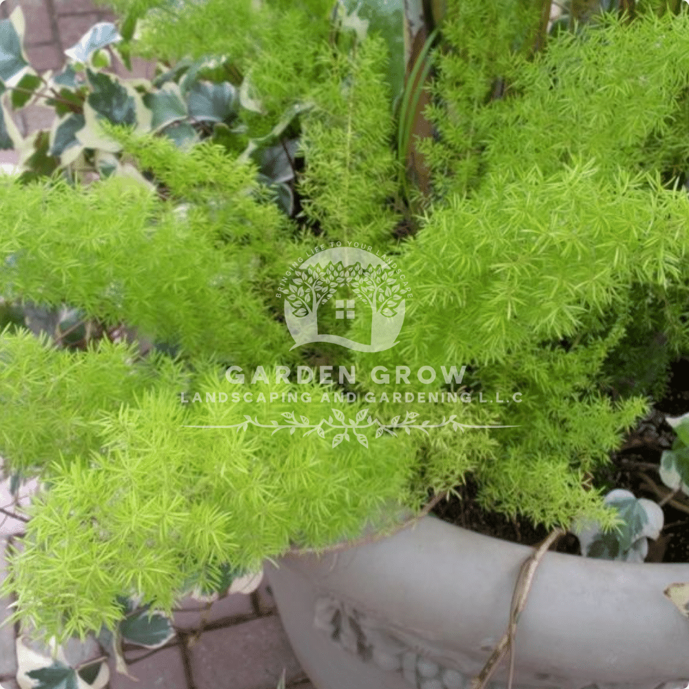 Asparagus Sprengeri