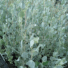 Atriplex Nummilaria