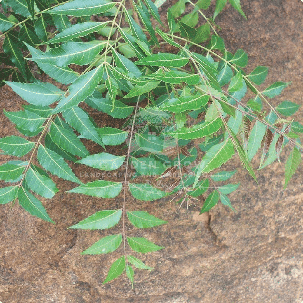Azadirachta Indica (Neem Tree)