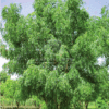 Azadirachta Indica (Neem Tree)