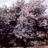 Bauhinia purpurea (Purple Orchid Tree)